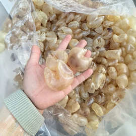 緬甸魚(yú)膠 海味干貨中的璀璨明珠與批發(fā)指南